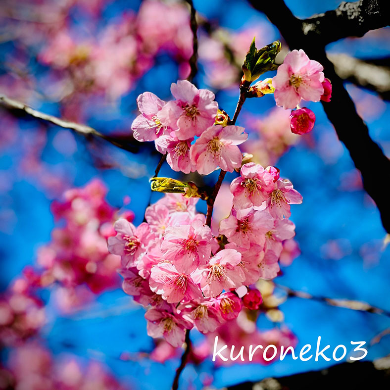 クリックで拡大